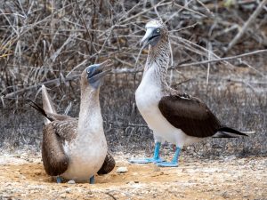 Blue-Footed Boobie