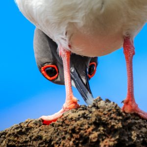 Red-Footed Boobie