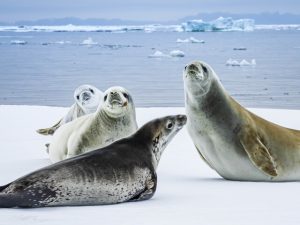 Seals