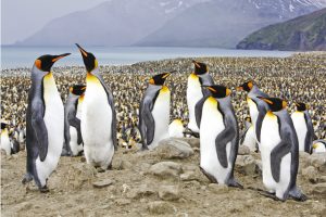 South Georgia Penguins