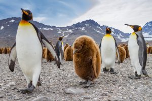 South-Georgia-King-Penguin-