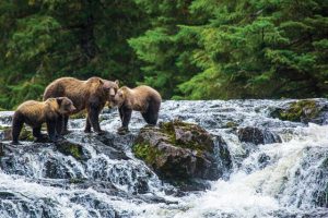Alaska Bears